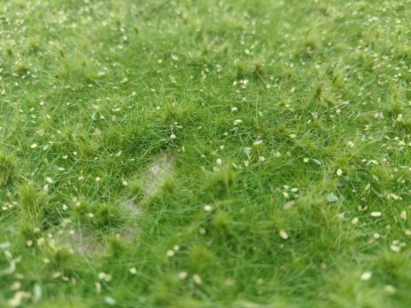 Wildwuchs niedrig, Sommer